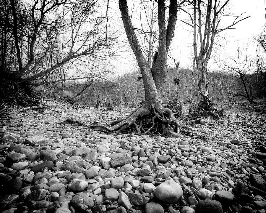 Roots and Stones Photograph by Alan Raasch