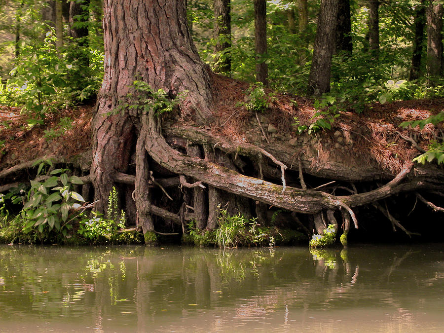 Roots Photograph by Anne Cameron Cutri