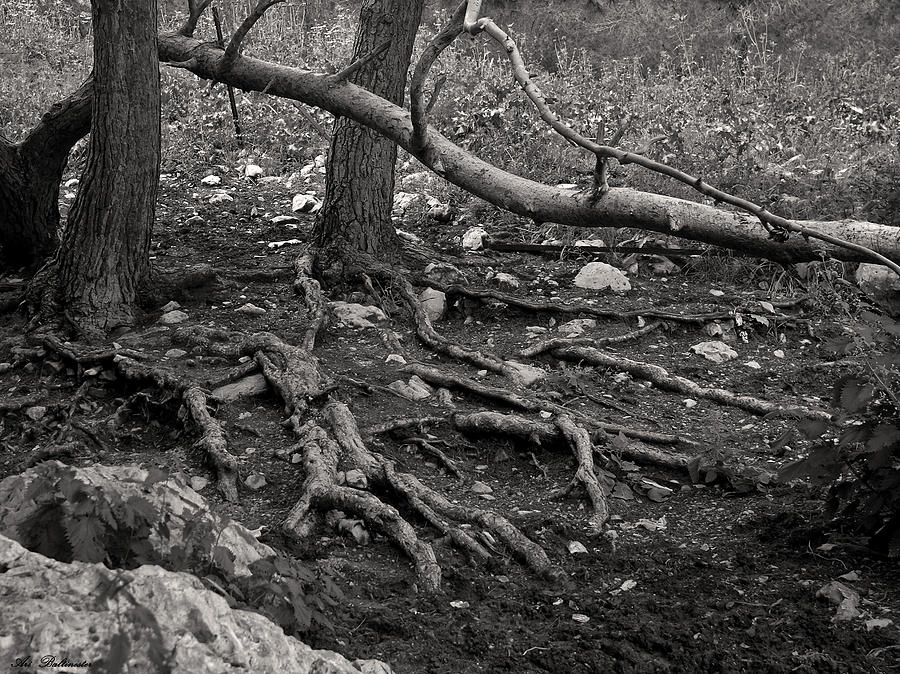 Roots Photograph by Arik Baltinester
