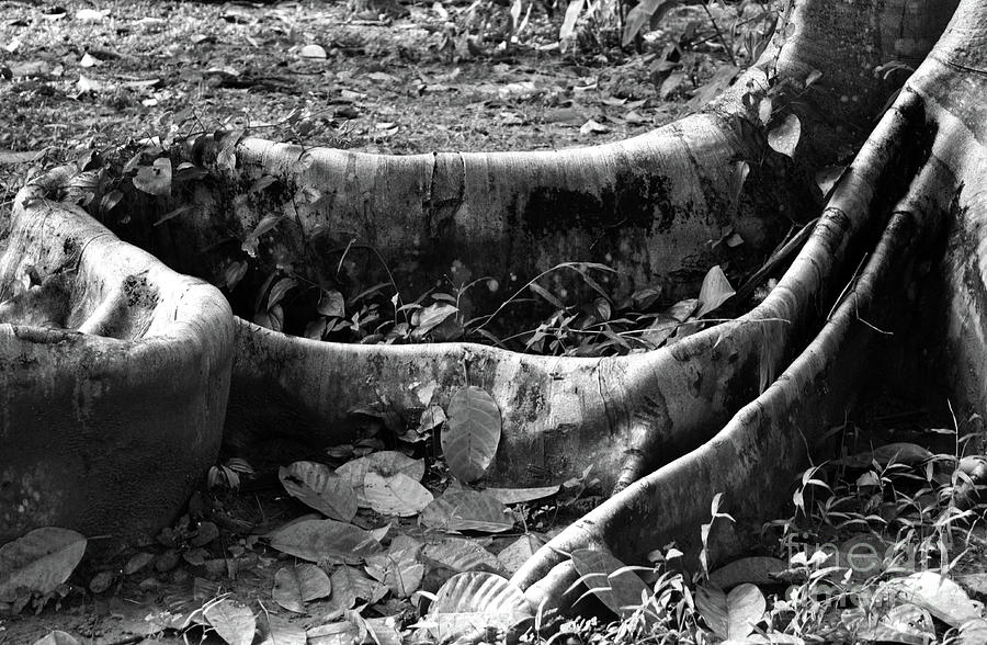 Roots Black And White Photograph by Michelle Meenawong