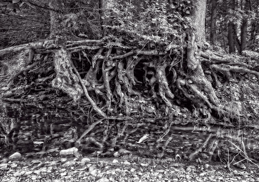 Roots - BW Photograph by Christopher Holmes