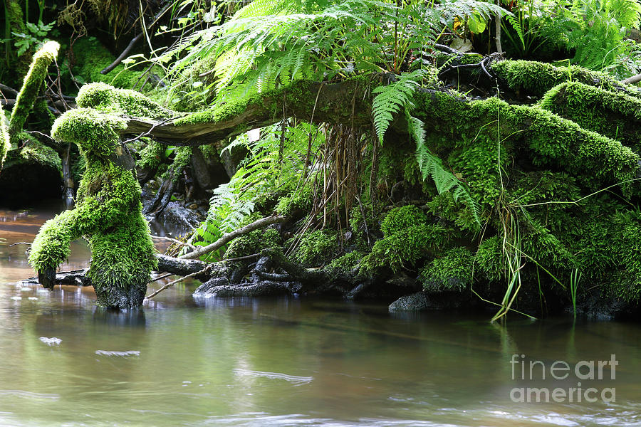 Roots covered by moss in creek Photograph by Michal Boubin