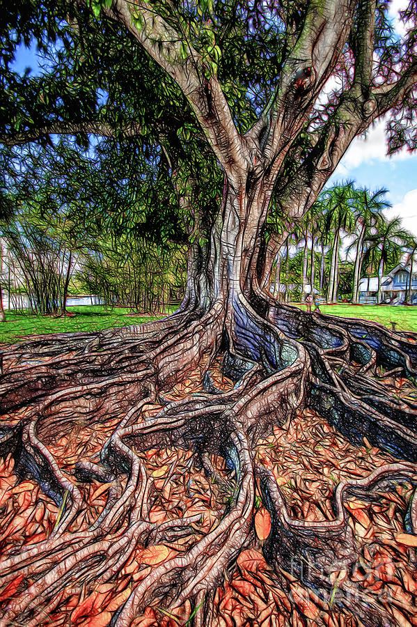 Tree Photograph - Roots by David Lane