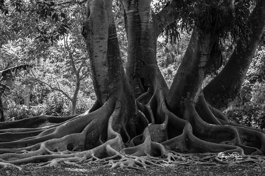 Roots Eight Photograph by Susan Molnar