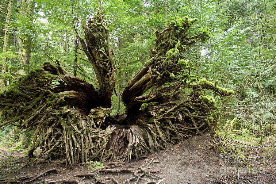 Roots from Cathedral Grove Photograph by Donna L Munro
