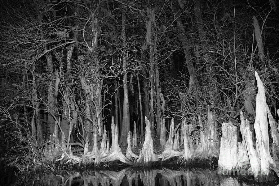 Roots in a Row Photograph by Jack Norton
