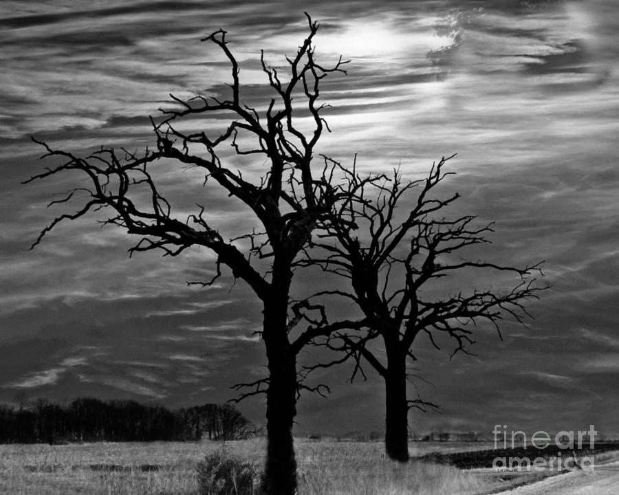 Roots In Black And White Photograph by Kathy M Krause