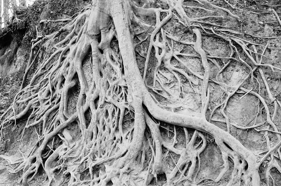 Black And White Photograph - Roots in Black and White by Michelle Shockley