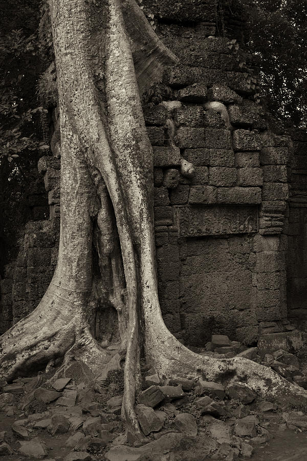 Roots In Ruins 1, Ta Prohm, 2014 Photograph by Hitendra SINKAR