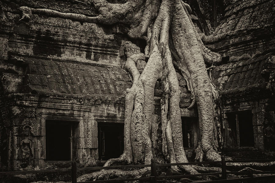 Roots In Ruins 3, Ta Prohm, 2014 Photograph by Hitendra SINKAR