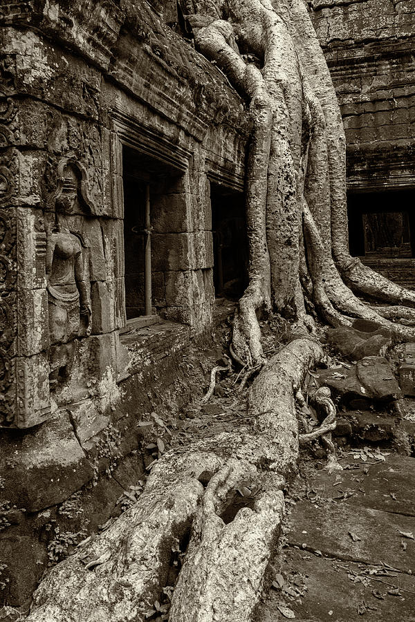 Roots In Ruins 4, Ta Prohm, 2014 Photograph by Hitendra SINKAR
