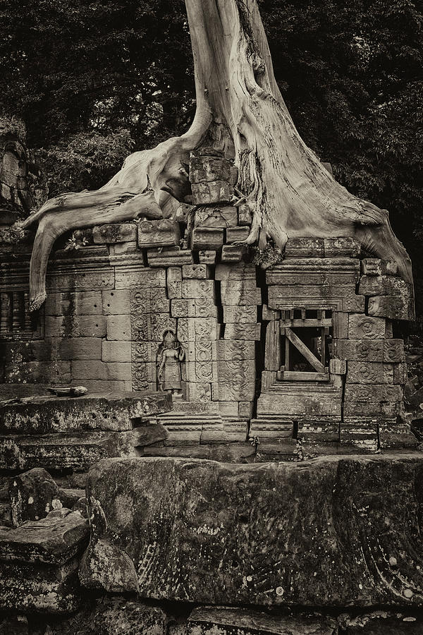 Roots In Ruins 5, Ta Prohm, 2014 Photograph by Hitendra SINKAR