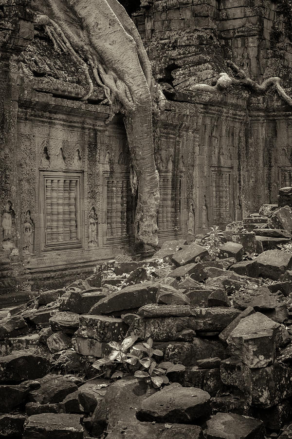 Roots in Ruins 6, Ta Prohm, 2014 Photograph by Hitendra SINKAR