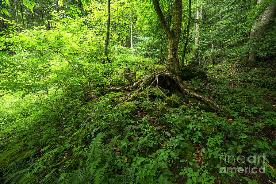 Roots in West Virginia Photograph by Thomas R Fletcher