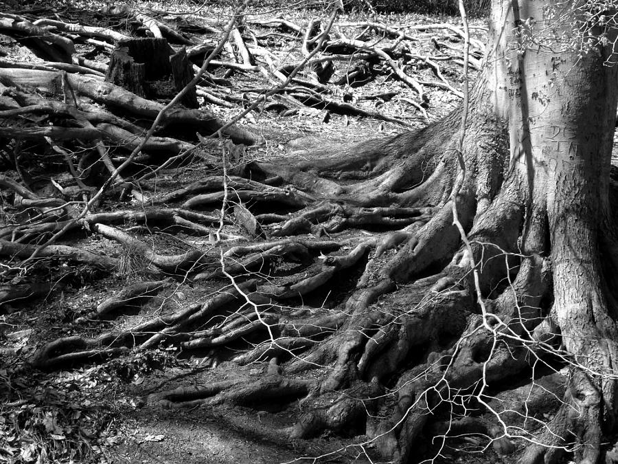 Roots Photograph by Leigh Odom