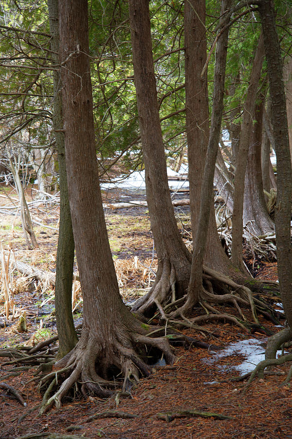 Roots Photograph by Linda Kerkau