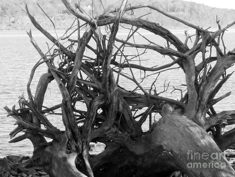 Roots Photograph by Maxine Kamin