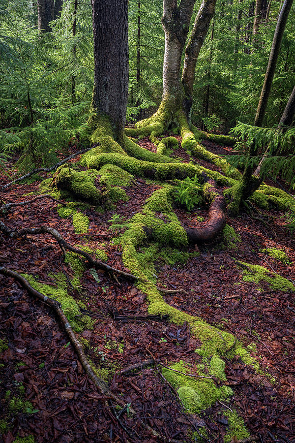 Roots Photograph by Michael Donahue