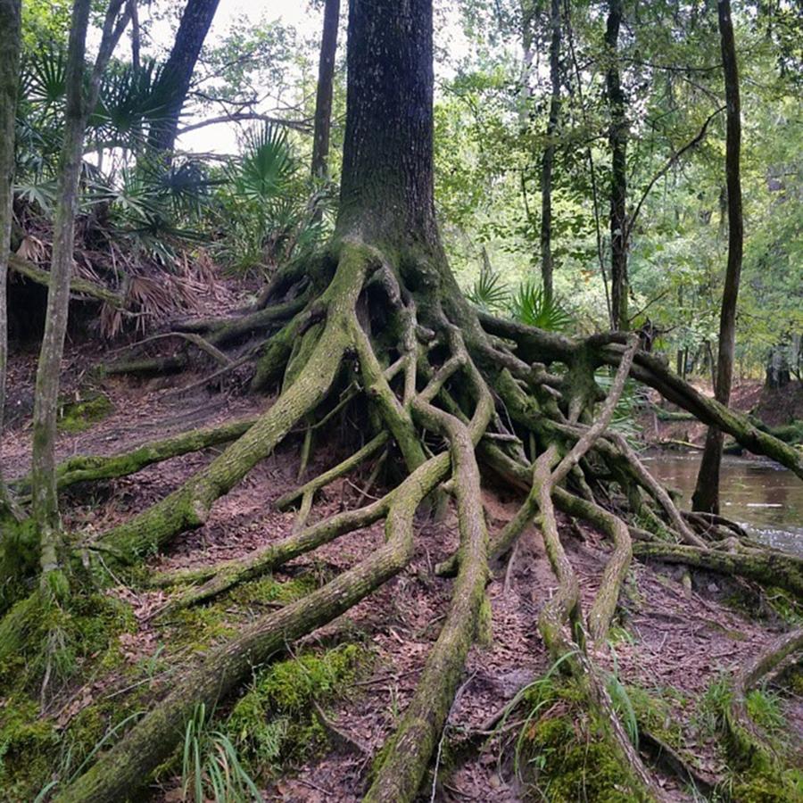 Nature Photograph - Roots Of An Oak Tree On The Riverbank by Karen Breeze