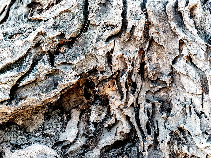 Tree Photograph - Roots of Ostia Antica by Joseph Yarbrough