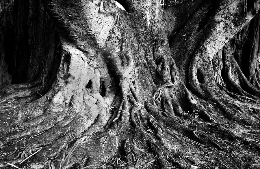Roots of the Banyan Photograph by David Lee Thompson