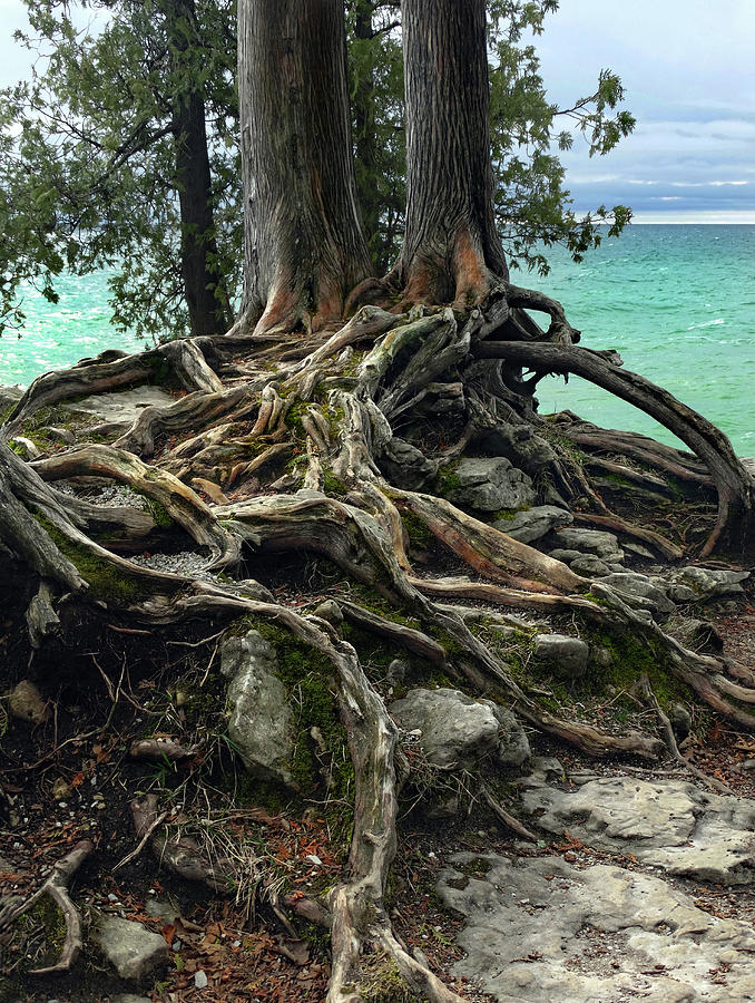 Roots of the Rocks Photograph by David T Wilkinson