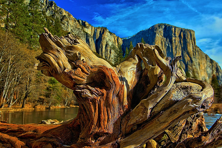 Roots of Yosemite Photograph by Josephine Buschman
