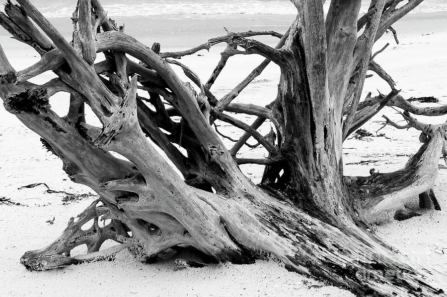 Roots on the Beach Photograph by Robert Wilder Jr