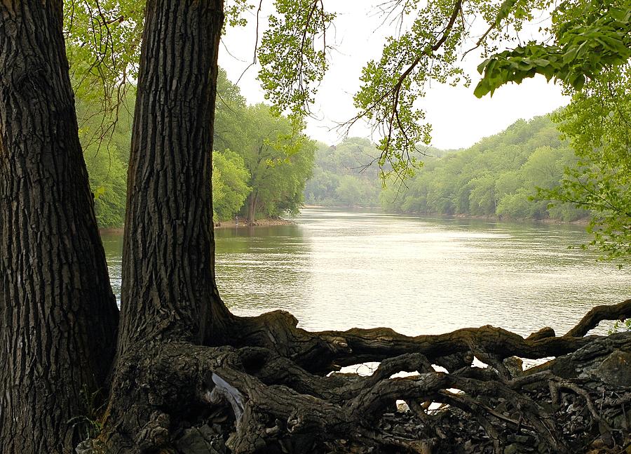 Tree Photograph - Roots on the Mississippi by Jim Hughes