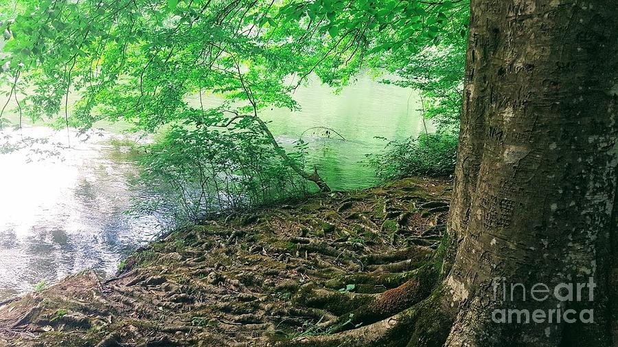 Roots On The River Photograph by Rachel Hannah