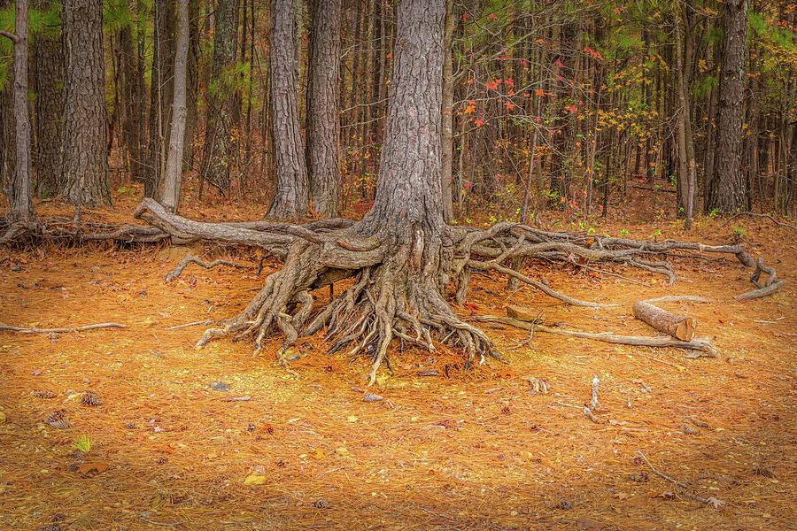 Tree Photograph - Roots by Sandra Burm
