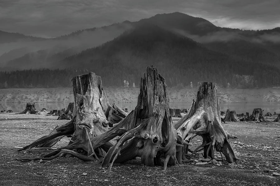 Roots Photograph by Scott Slone