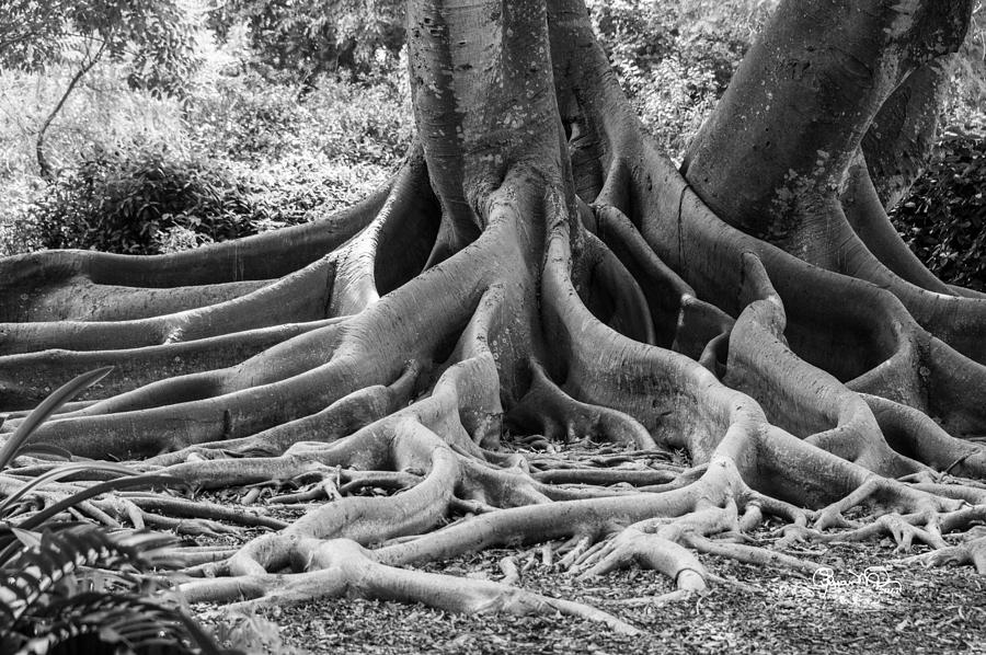 Roots Seven Photograph by Susan Molnar