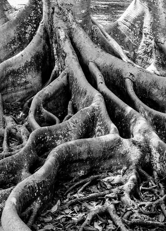 Roots Photograph by Susan Molnar