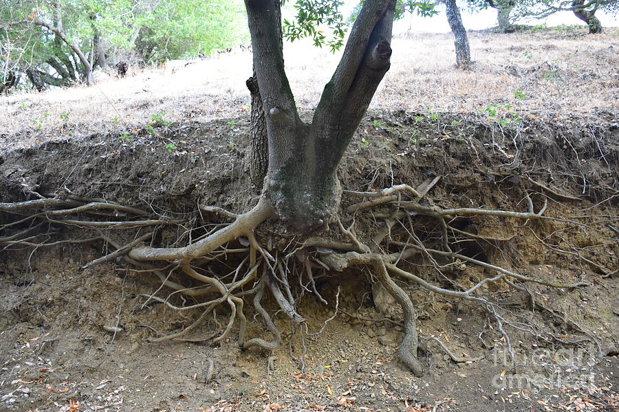 Nature Photograph - Roots by Suzanne Leonard
