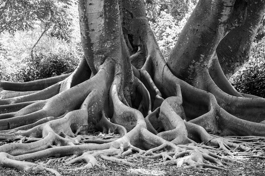 Roots Ten Photograph by Susan Molnar