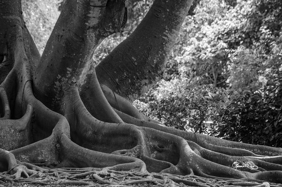 Roots One Photograph by Susan Molnar