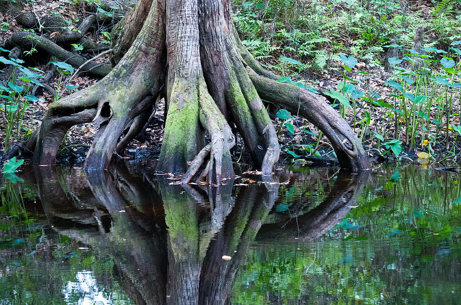 Tree Photograph - Roots by Tim Atchley