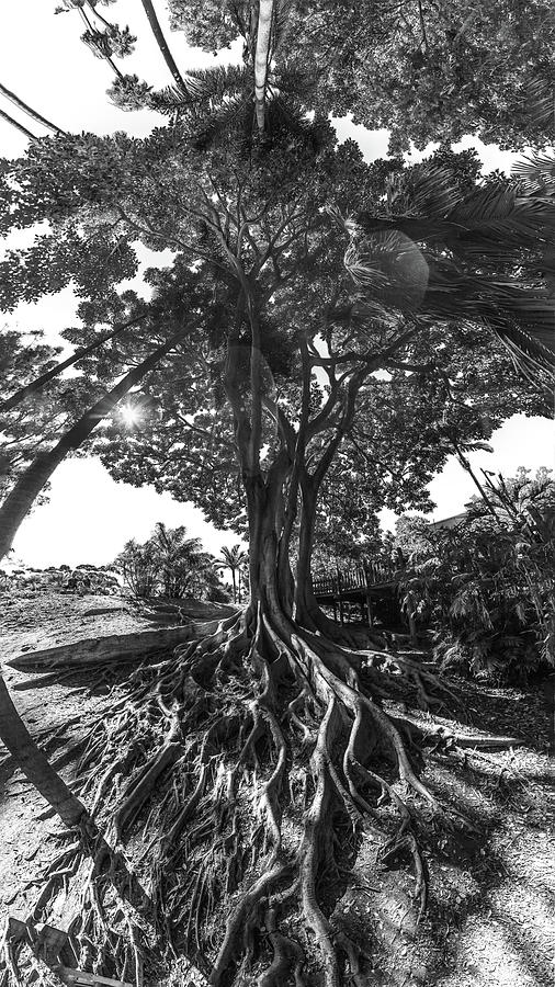 Nature Photograph - Roots to Roof by Scott Campbell