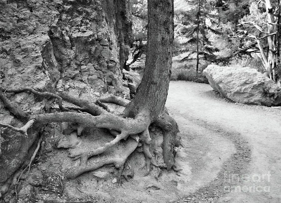 Roots Tree Bryce BW Photograph by Chuck Kuhn