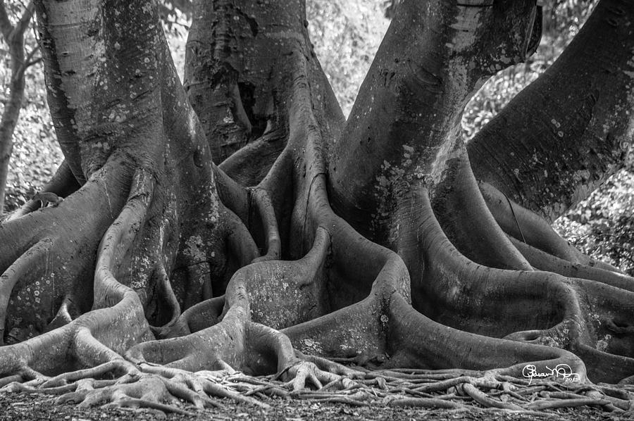 Roots Two Photograph by Susan Molnar