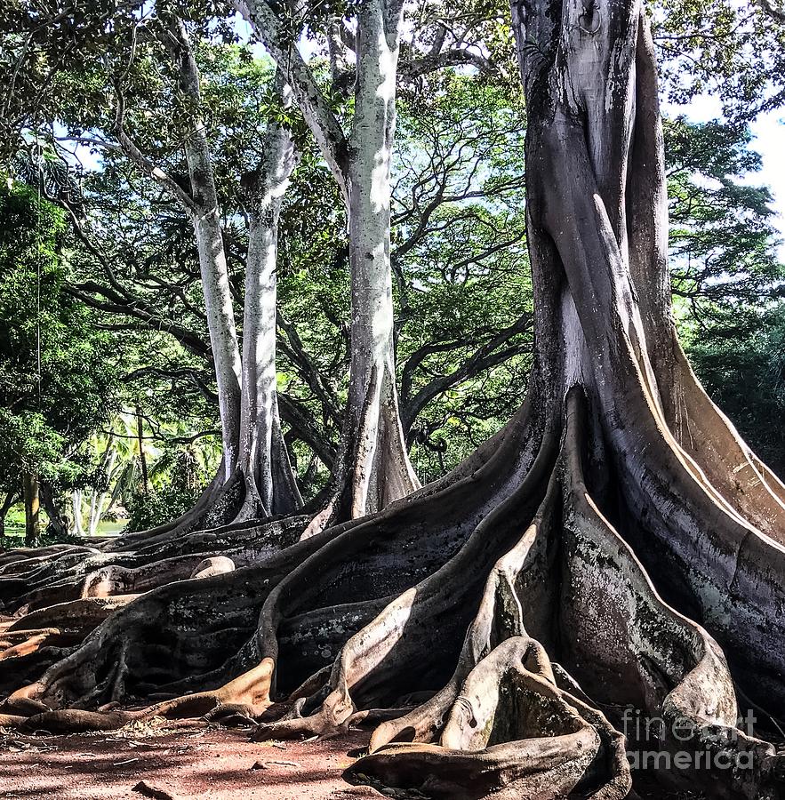 Roots Photograph by William Wyckoff
