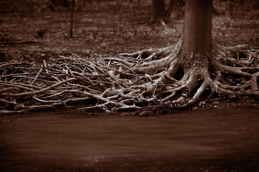 Tree Photograph - Roots by Yuri Lev