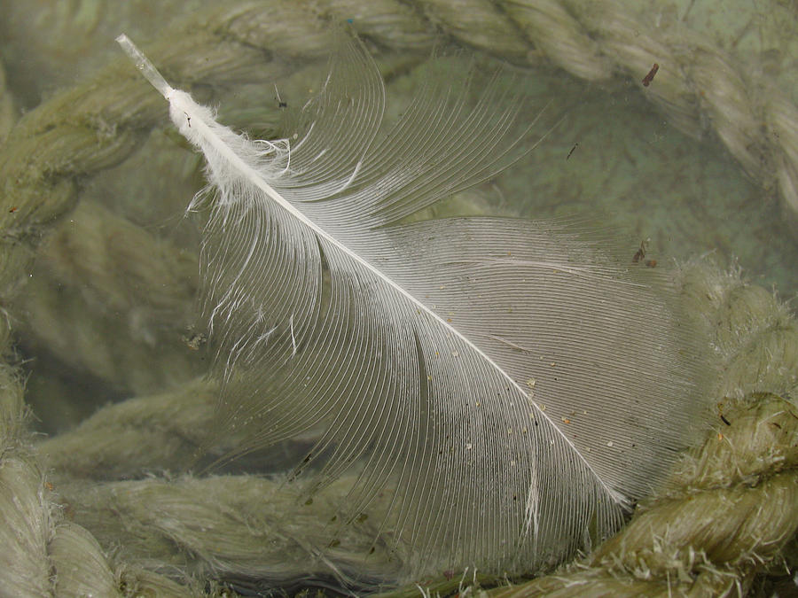 Rope and Feather Photograph by Juergen Roth