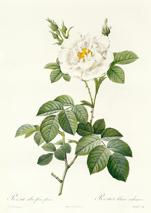 Rosa Alba flore pleno Drawing by Pierre Joseph Redoute