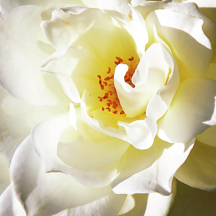 Rosa Blanca -1 Photograph by Alan Hausenflock