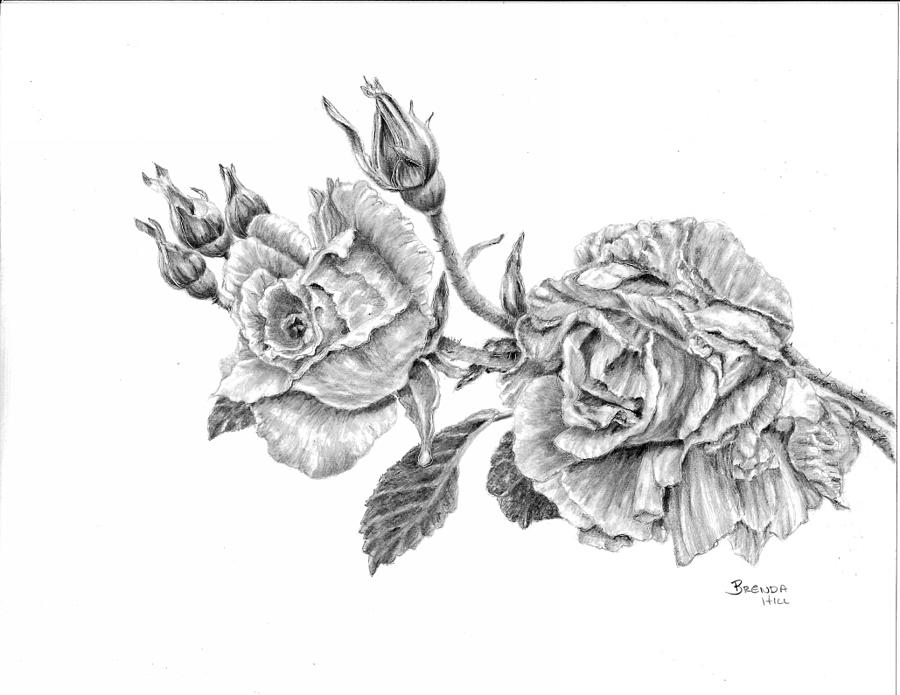 Rosa Drawing by Brenda Hill