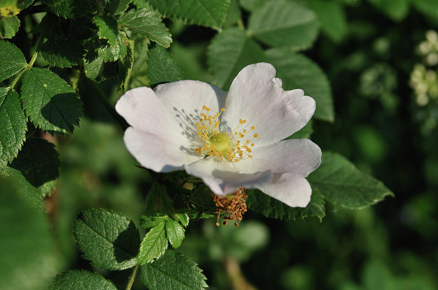 Rosa canina Photograph by Elek Gyorgy - Fine Art America