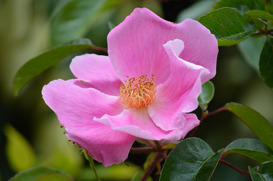 Rosa Canina. Photograph by Terence Davis