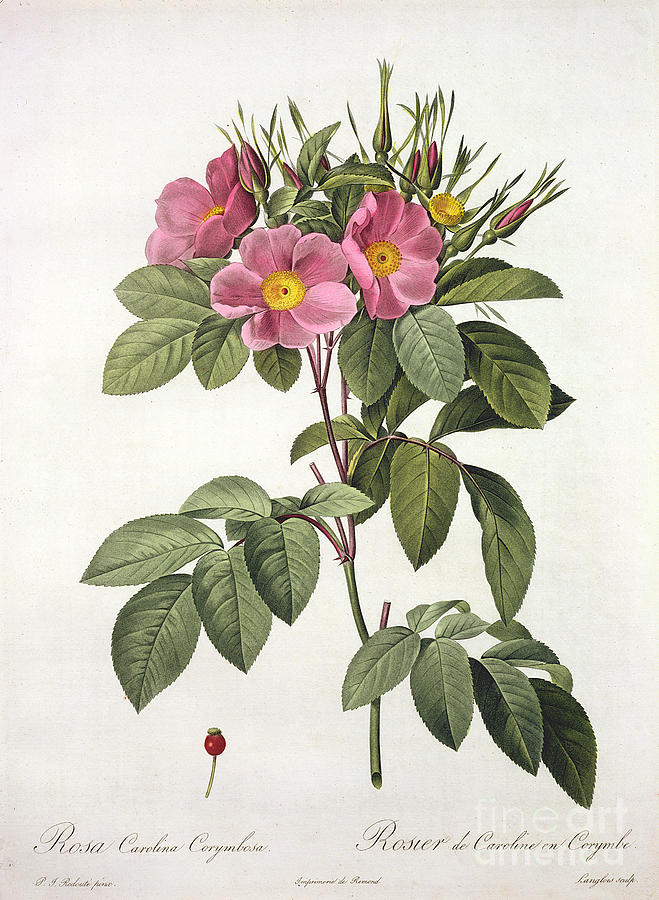 Rose Drawing - Rosa Carolina Corymbosa by Pierre Joseph Redoute